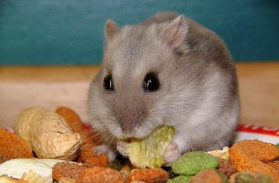Чем кормить хомяка (джунгарика) в домашних условиях