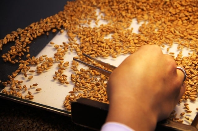 Взвешивание проб семян: весы, особенности проведения процедуры