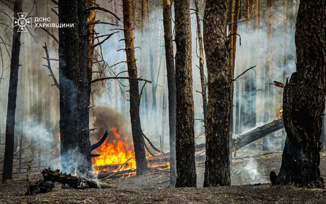 В Изюмском районе снова горел лес – огонь уничтожил 12 га лесной подстилки