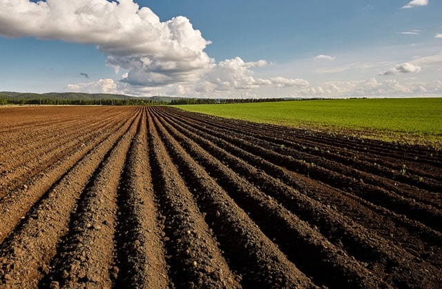 Полтавська земля – серед найдорожчих в Україні: скільки коштує гектар та скільки продали у 2024 році