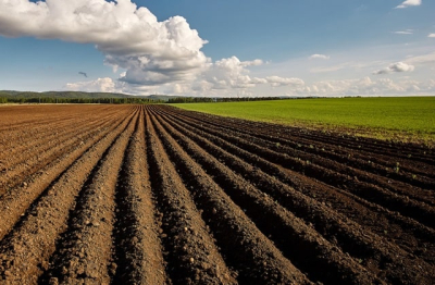 Полтавська земля – серед найдорожчих в Україні: скільки коштує гектар та скільки продали у 2024 році