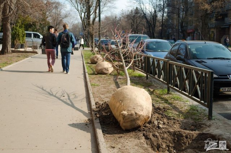Харьковчане неоднозначно высказались по поводу озеленения города