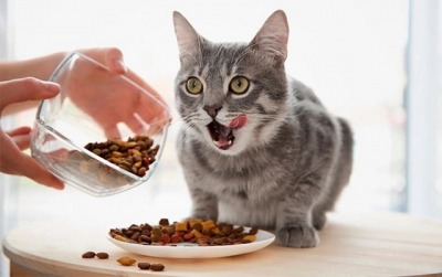 Почему так важно выбрать хороший корм для кошек