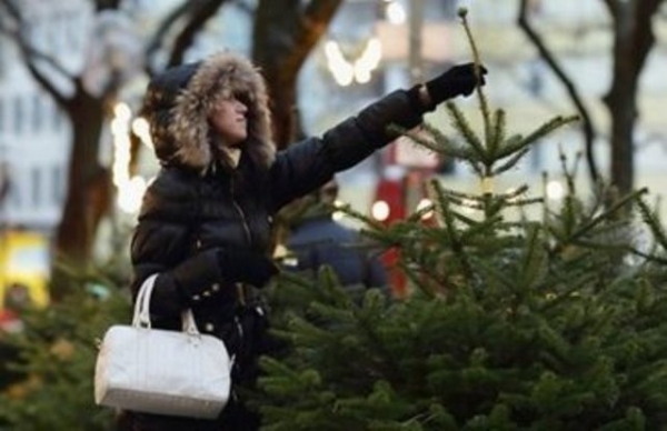 В Харькове стартовала продажа елок