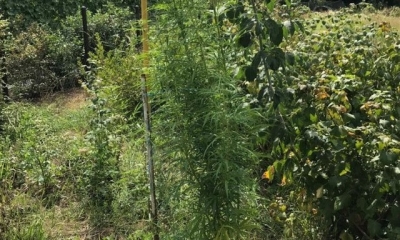 В Новопокровке мужчина для выращивания конопли соорудил теплицу