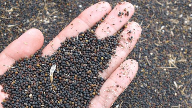 Как хранить семена рапса