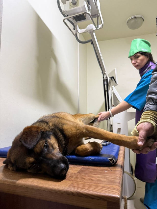 Харькове спасли собаку, которую сбил и оставил на дороге неизвестный водитель