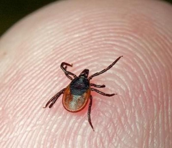 Стартовал сезон активности клещей