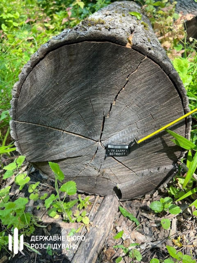 Лесничий Чемужовского лесничества предстанет перед судом