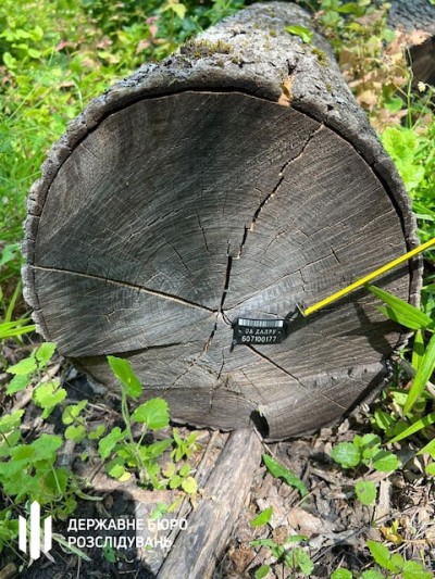 Лесничий Чемужовского лесничества предстанет перед судом