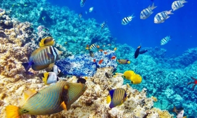 Океанариум для Харьковского зоопарка обойдется городскому бюджету в 475 млн гривен