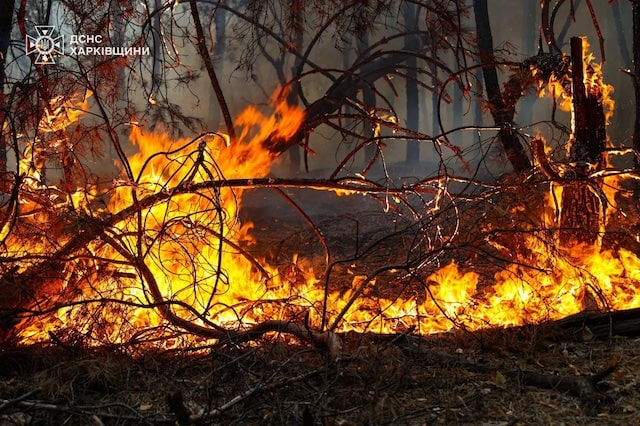 В Безлюдовской громаде спасатели два дня сражаются с пожаром в лесу