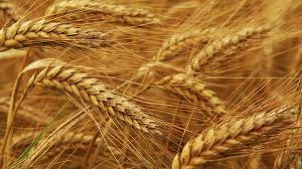 Харьковщина на 2-м месте по валовому сбору зерна