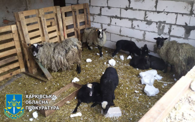 Вражеский дрон ударил по приюту для животных в Харьковском районе