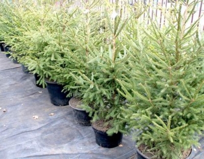 В Харькове в моде елки в горшках