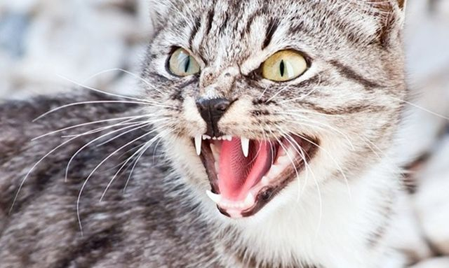 Больной кот перед смертью успел укусить пятерых людей
