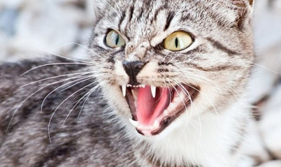 Больной кот перед смертью успел укусить пятерых людей