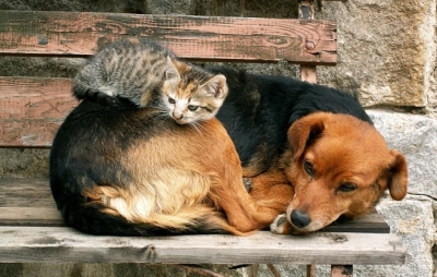 Харьковский горсовет выделил 6 000 000 грн на борьбу с беспризорными животными