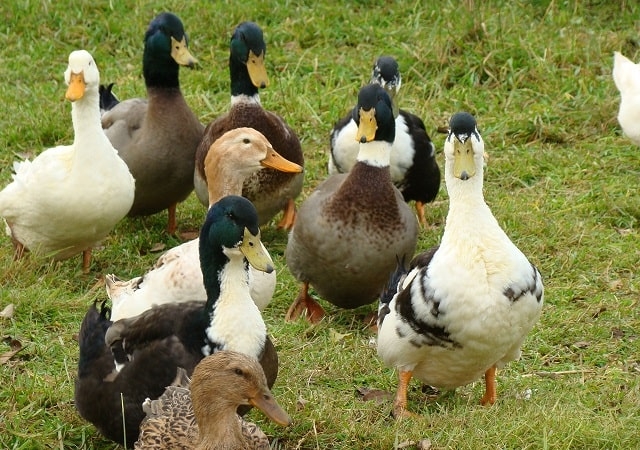 Чем кормить домашних уток: потребности в питании и полезные советы