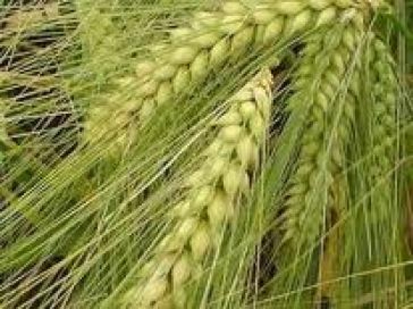 Посевы Харьковщины в хорошем состоянии