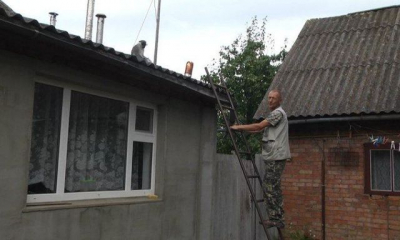 В Хмельницкой области обезьяна, эвакуированная из Харькова, укусила девочку