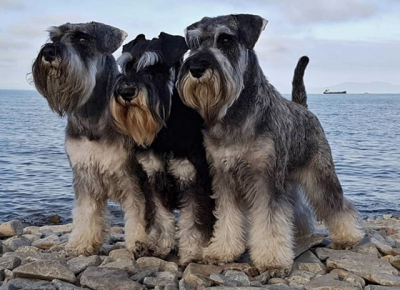 Шерсть цвергшнауцера: особенности ухода, какие могут быть проблемы