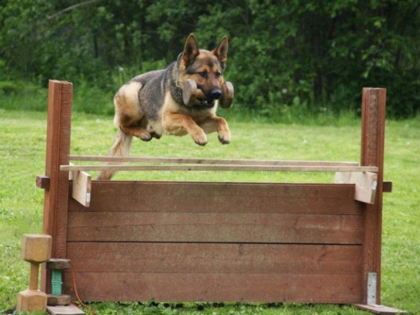 В районах города устанавливают площадки для собак