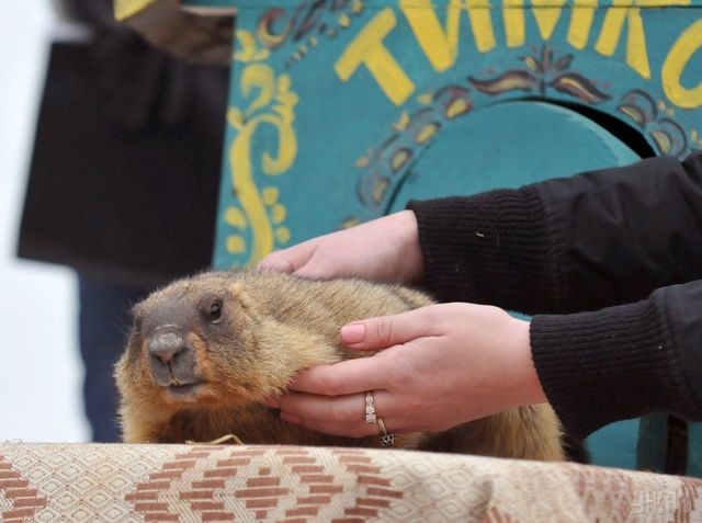 Когда в Украину придет весна: предсказание харьковского сурка