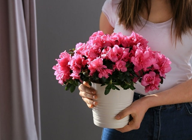 Можно ли дарить цветы в горшке: полезные советы