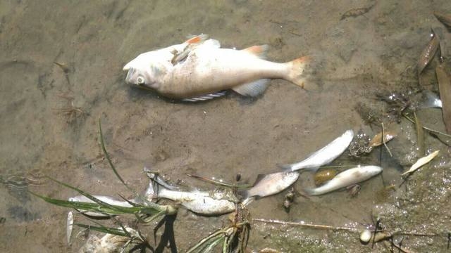 В канале «Днепр – Донбасс» произошла массовая гибель рыбы