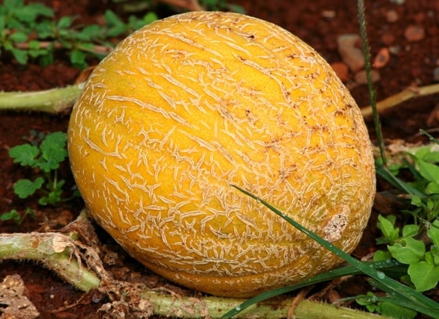 Диня: види і сорти, особливості вирощування, фото