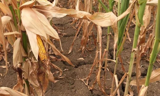 Война, нехватка влаги и заморозки сказались на урожае текущего года