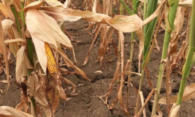 Война, нехватка влаги и заморозки сказались на урожае текущего года