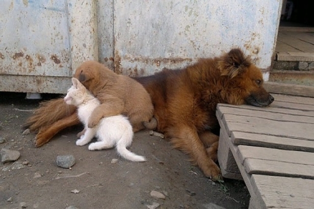 Харьковчане требуют защитить бездомных животных