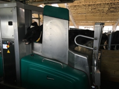 В Харьковской области появилась первая ферма, где нет доярок