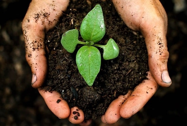 Нейтральный торф: характерные особенности и сфера применения