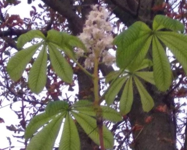 В Харькове второй раз за год зацвели каштаны (фотофакт)