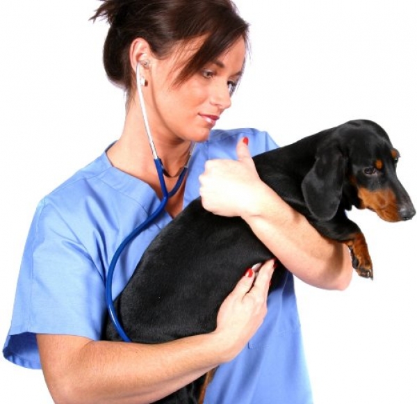 Как старение влияет на здоровье глаз животных?