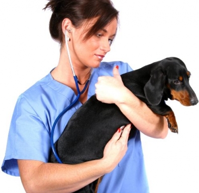 Как старение влияет на здоровье глаз животных?