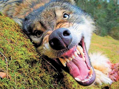 Вакцина от бешенства пока есть