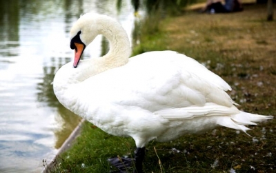 В Харькове спасли символ любви (видео)
