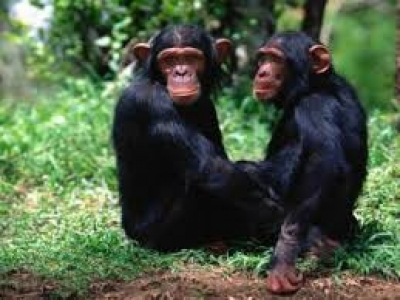 В экопарке проходят дни обезьян