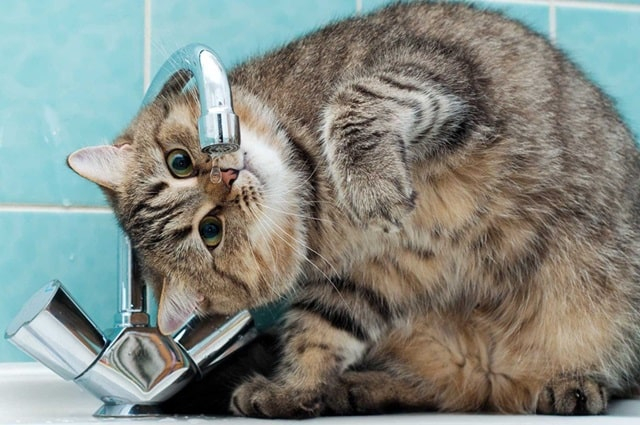 Какая поилка лучше для кота?