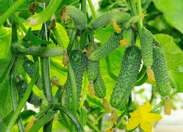 Партенокарпічні огірки: все, що потрібно знати про їх вирощування