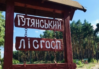 Мастер леса предстанет перед судом – допустил вырубку леса