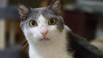 Кот Баксик, пропавший после обстрела в Купянске, нашелся в 150-ти км от дома