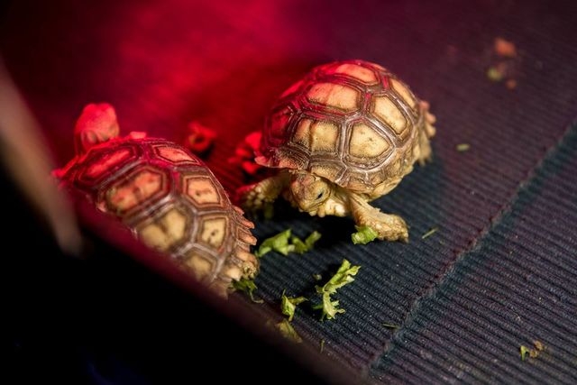 В Фельдман Экопарке родились шпороносные черепашки – впервые в Украине