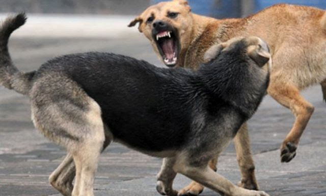 На территории Великобурлуцкой громады увеличилось число бродячих собак