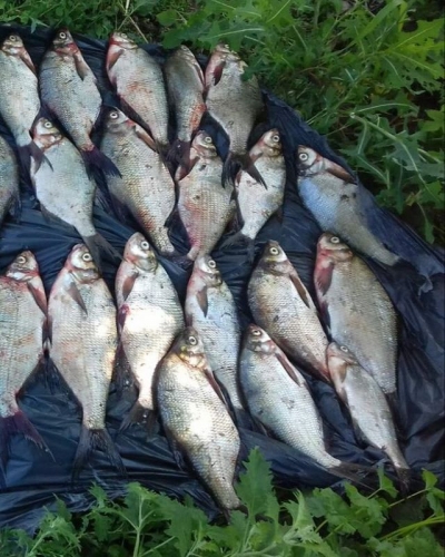 Браконьеров с уловом на 37 тыс. гривен поймали рыбинспекторы