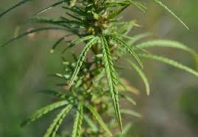 Правоохранители задержали двоих наркоманов